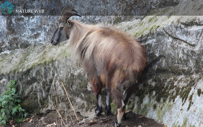 Himalayan Tahr